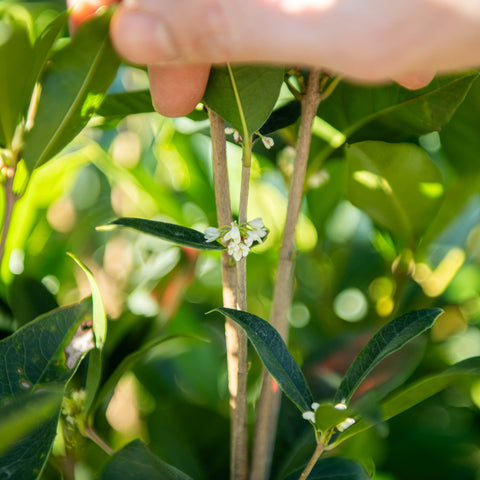 Simegarden Osmanthus fragrans