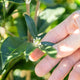 Simegarden Osmanthus fragrans