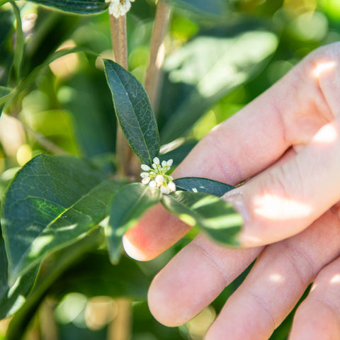 Simegarden Osmanthus fragrans