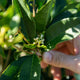 Simegarden Osmanthus fragrans