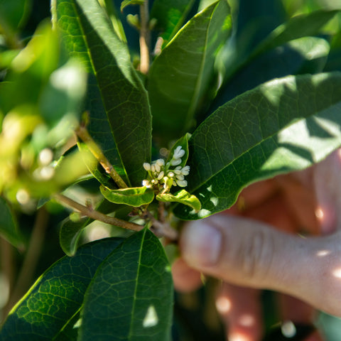 Simegarden Osmanthus fragrans