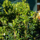 Simegarden Osmanthus fragrans