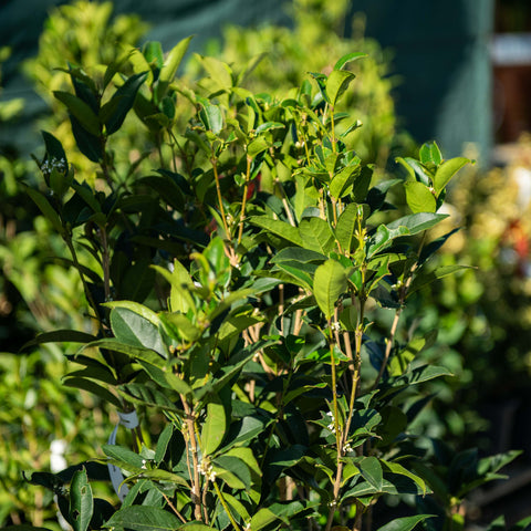 Simegarden Osmanthus fragrans