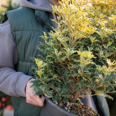 Simegarden Osmanthus heterophyllus tricolor