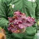 Simegarden Oxalis triangularis mijke 12 cm