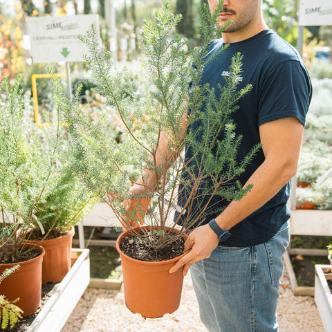 Simegarden Ozothamnus rosmarinifolius 24 cm