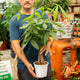 Simegarden Pachira aquatica 17 cm