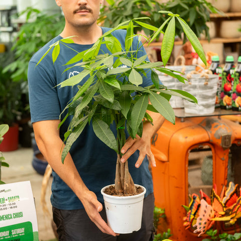 Simegarden Pachira aquatica 17 cm
