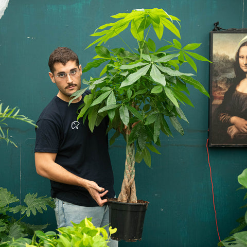 Simegarden Pachira aquatica 24 cm
