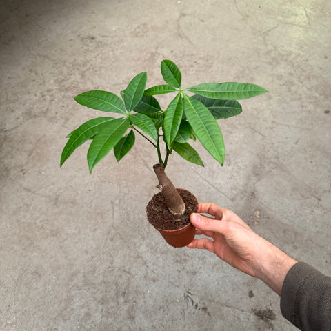 Simegarden Pachira aquatica 9 cm