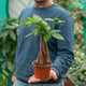 Simegarden Pachira aquatica piccola 12 cm