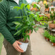 Simegarden Pachira aquatica piccola 15 cm - >40 cm