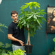 Simegarden Pachira aquatica piccola 24 cm