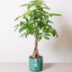 Simegarden Pachira aquatica piccola