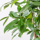 Simegarden Pachira aquatica piccola