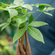 Simegarden Pachira aquatica piccola