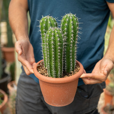 Simegarden Pachycereus pecten-aboriginum 20 cm - Gruppo