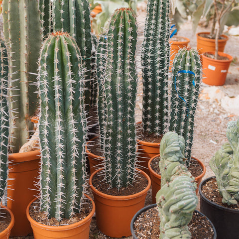 Simegarden Pachycereus pecten-aboriginum 25 cm