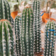 Simegarden Pachycereus pecten-aboriginum 25 cm