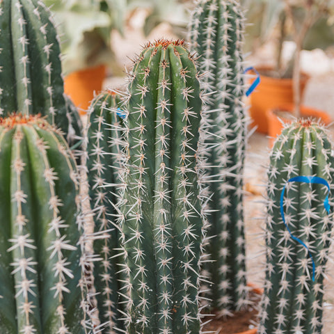 Simegarden Pachycereus pecten-aboriginum 25 cm