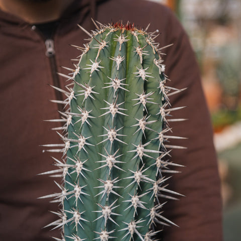 Simegarden Pachycereus pecten-aboriginum 25 cm