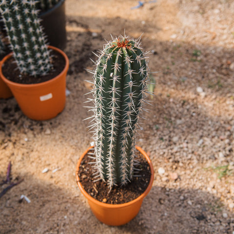 Simegarden Pachycereus pecten-aboriginum 25 cm