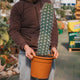 Simegarden Pachycereus pecten-aboriginum 25 cm