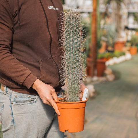 Simegarden Pachycereus pringlei