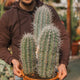 Simegarden Pachycereus pringlei