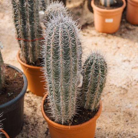 Simegarden Pachycereus pringlei