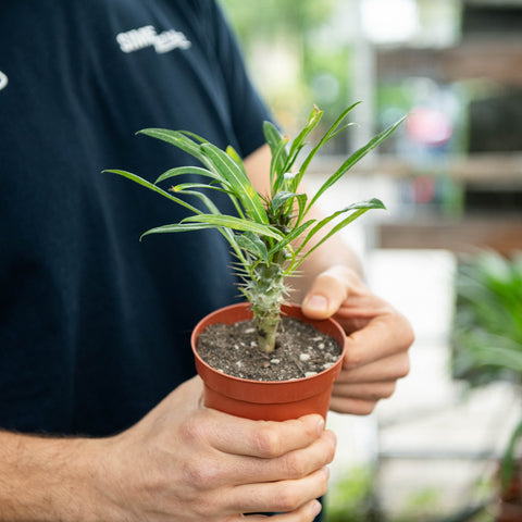 Simegarden Pachypodium lamerei 10.5 cm