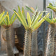 Simegarden Pachypodium lamerei