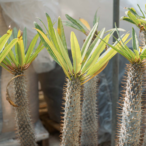 Simegarden Pachypodium lamerei