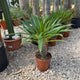 Simegarden Pachypodium lamerei 17 cm