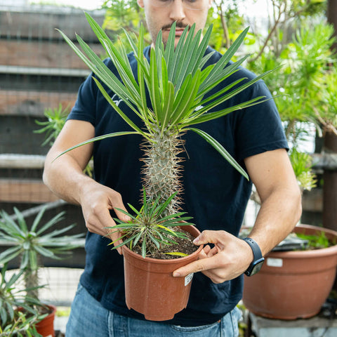 Simegarden Pachypodium lamerei 17 cm - quasi in riposo vegetativo