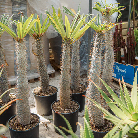 Simegarden Pachypodium lamerei 30 cm - ESEMPLARE XXL