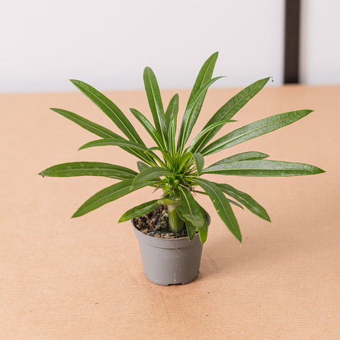 Simegarden Pachypodium lamerei