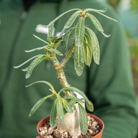 Simegarden Pachypodium succulentum