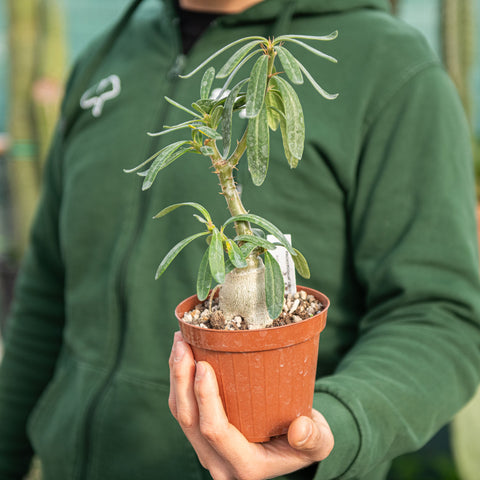 Simegarden Pachypodium succulentum 12 cm