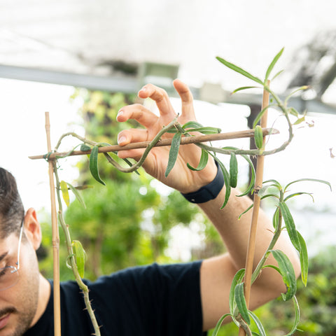 Simegarden Pachypodium succulentum