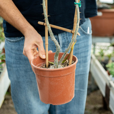 Simegarden Pachypodium succulentum