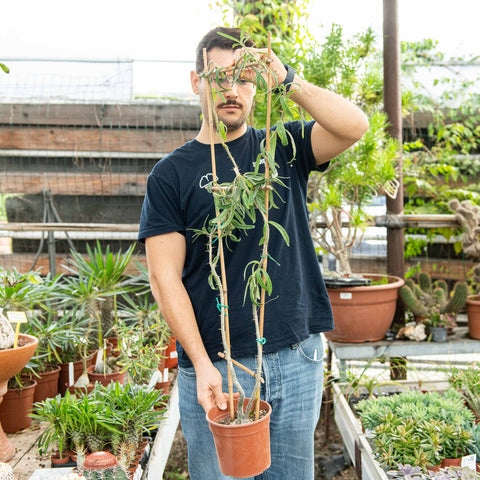 Simegarden Pachypodium succulentum 17 cm - ESEMPLARE XXL