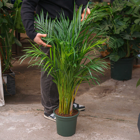 Simegarden Palma areca 24 cm