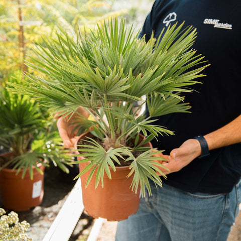Simegarden Palma nana Chamaerops humilis compacta 24 cm