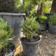 Simegarden Palma nana Chamaerops humilis compacta 33/35 cm