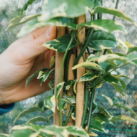 Simegarden Pandorea jasminoides variegata 24 cm / Bianco
