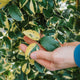 Simegarden Pandorea jasminoides variegata 24 cm / Bianco