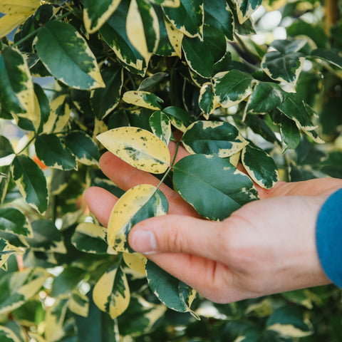 Simegarden Pandorea jasminoides variegata 24 cm / Bianco