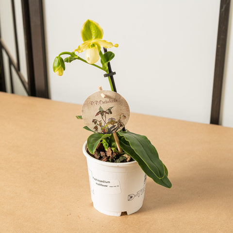 Simegarden Paphiopedilum