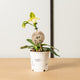 Simegarden Paphiopedilum